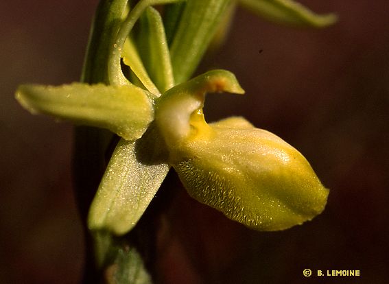 Ophrys aranifera - Ophrys araigne