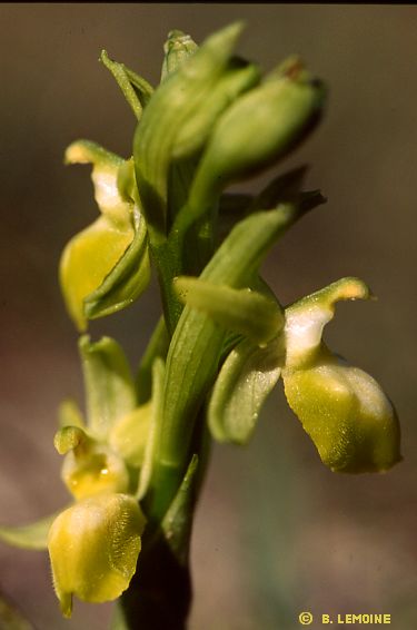 Ophrys aranifera - Ophrys araigne