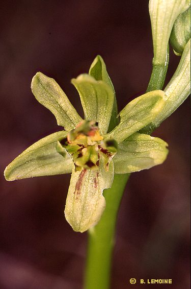 Ophrys aranifera lusus