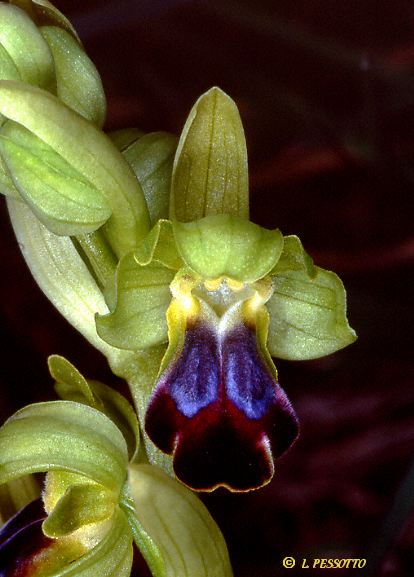 Ophrys sulcata - Ophrys sillonn
