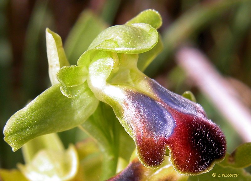 Ophrys sulcata - Ophrys sillonn 