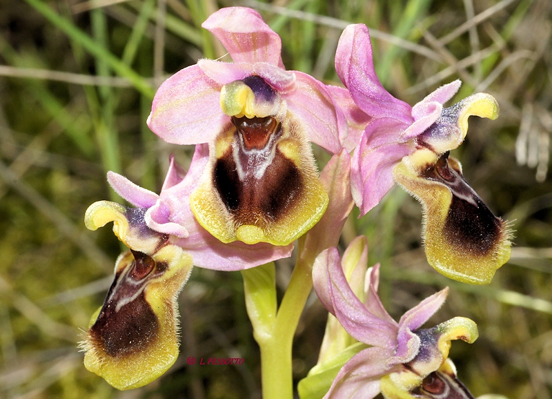 Ophrys tenthredinifera - Ophrys guêpe