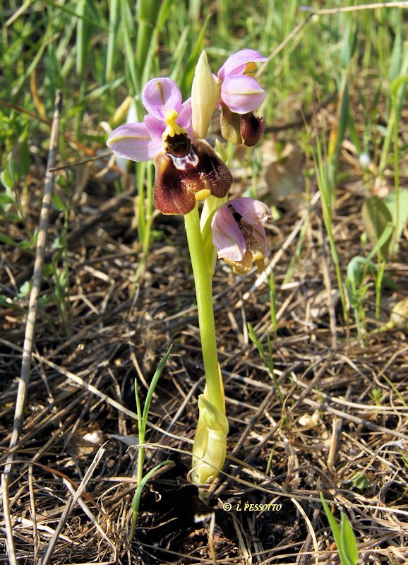 Ophrys tenthredinifera subsp. neglecta