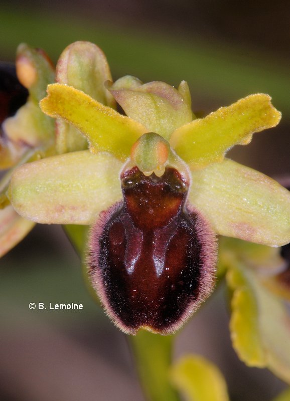 Ophrys virescens - Ophrys verdissant