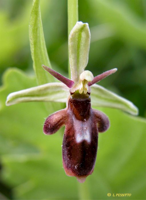 Hybride ophrys insectifera x ophrys scolopax