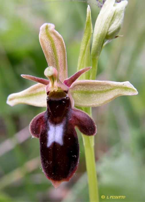 Hybride ophrys insectifera x ophrys scolopax