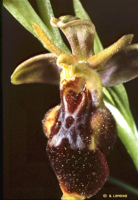 Hybride ophrys lutea x ophrys scolopax