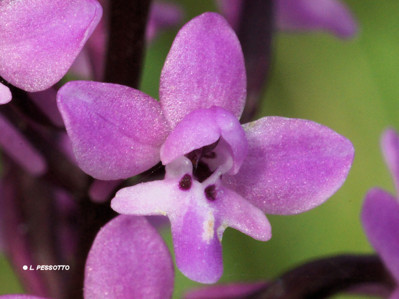 Orchis brancifortii - Orchis de Branciforti