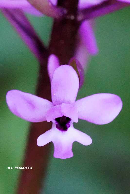 Orchis brancifortii - Orchis de Branciforti