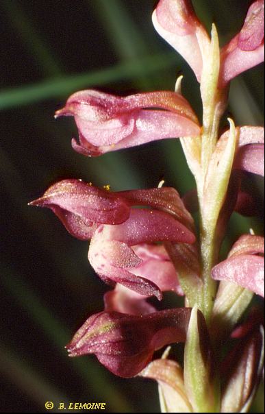 Anacamptis coriophora subsp. coriophora - Orchis punaise