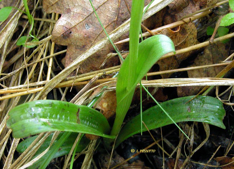 Orchis langei - Orchis de Lange