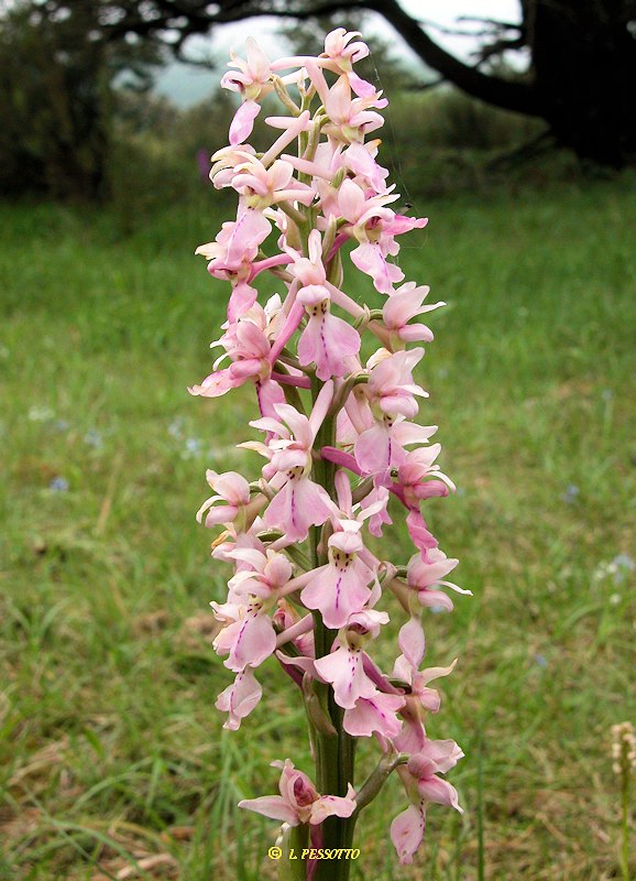 Orchis mascula x Orchis provincialis