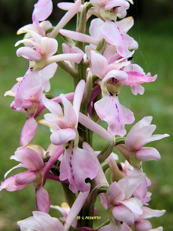 Orchis mascula x Orchis provincialis