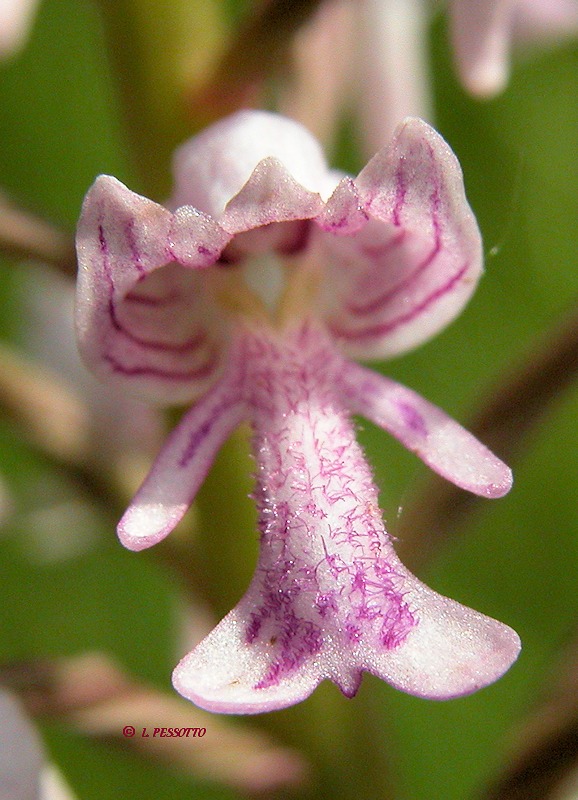 Orchis militaris - Orchis militaire