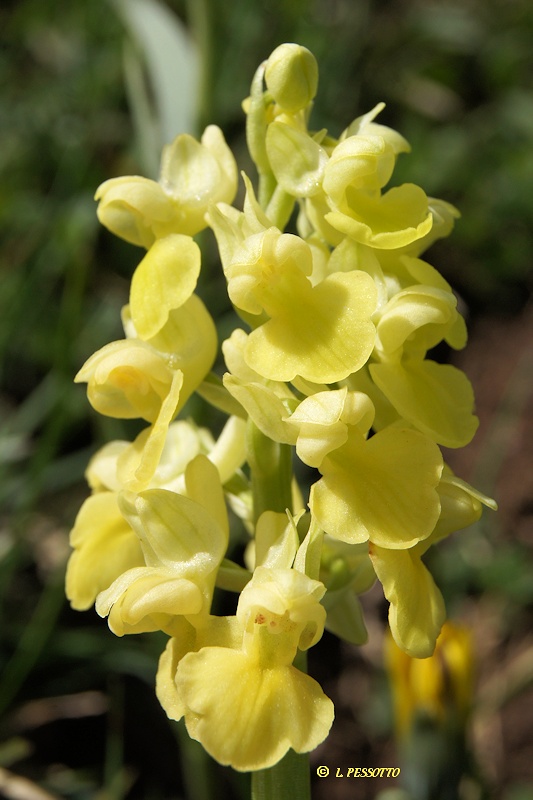 Orchis pallens - Orchis ple