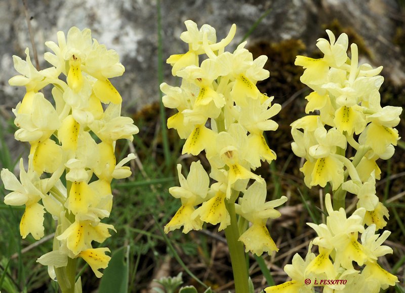 Orchis pauciflora - Orchis  fleurs peu nombreuses