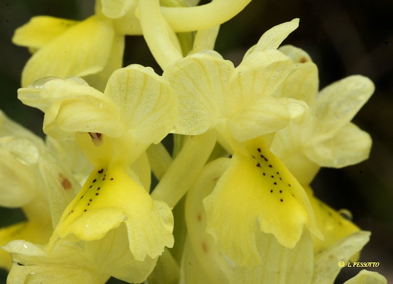 Orchis pauciflora - Orchis  fleurs peu nombreuses
