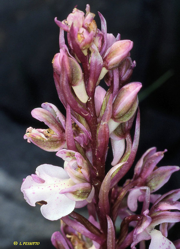 Orchis prisca - Orchis oubli