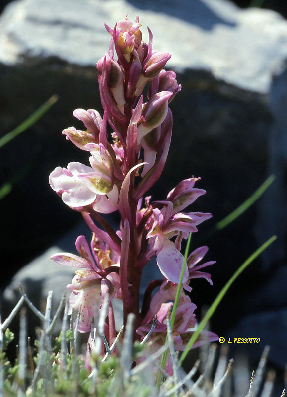 Orchis prisca - Orchis oubli