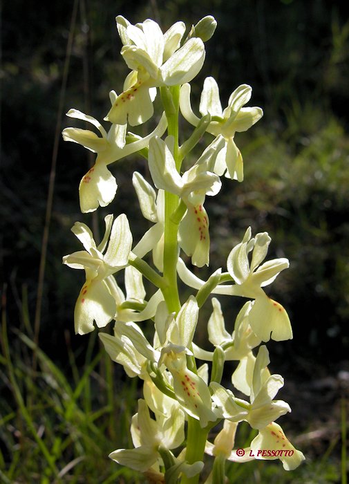 Orchis provincialis - Orchis de Provence