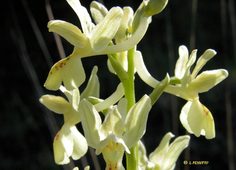 Orchis provincialis - Orchis de Provence
