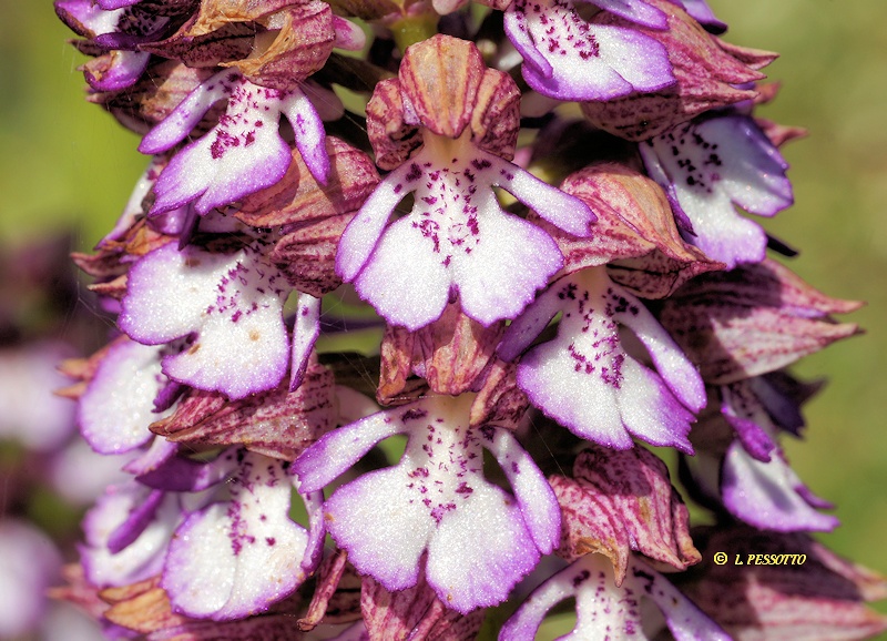 Orchis purpurea - Orchis pourpre