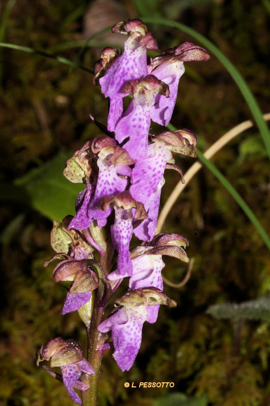 Orchis spitzelii - Orchis de Spitzel