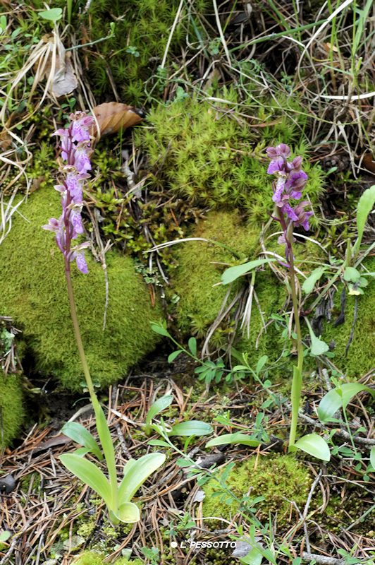 Orchis spitzelii - Orchis de Spitzel