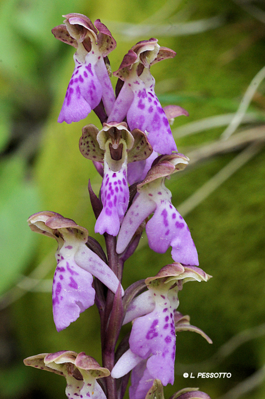 Orchis spitzelii - Orchis de Spitzel