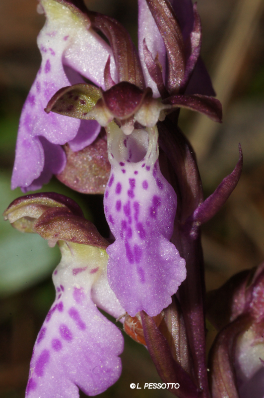 Orchis spitzelii - Orchis de Spitzel