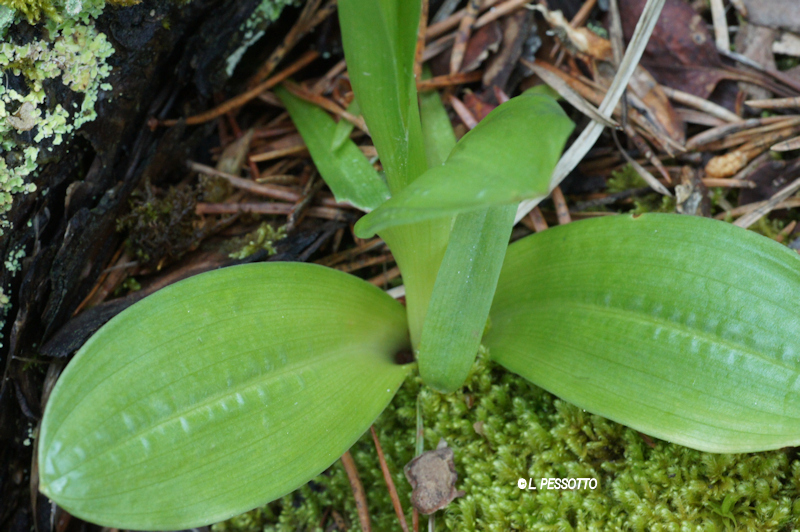 Orchis spitzelii - Orchis de Spitzel