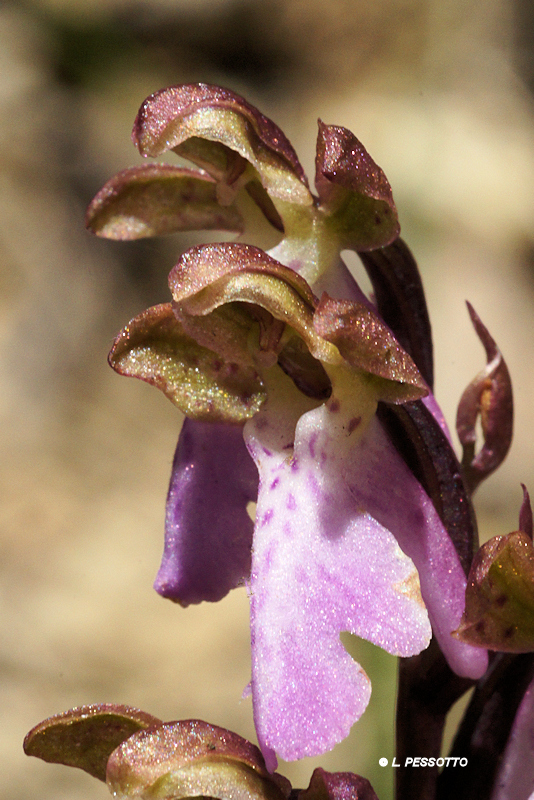 Orchis spitzelii - Orchis de Spitzel