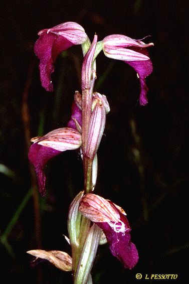 Hybride orchis morio x serapias lingua