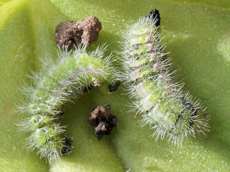 Cacyreus marshalli - Le Brun des p�largoniums