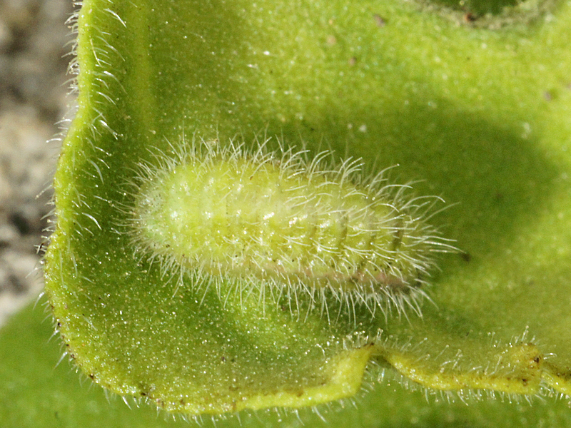 Cacyreus marshalli - Le Brun des p�largoniums