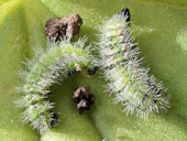 Cacyreus marshalli - le Brun des p�largoniums