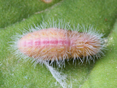 Cacyreus marshalli - le Brun des p�largoniums