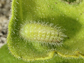 Cacyreus marshalli - le Brun des p�largoniums