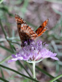 Euphydryas desfontainii - Le Damier des knauties
