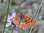 Euphydryas desfontainii - Le Damier des knauties