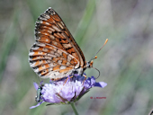 Euphydryas desfontainii - Le Damier des knauties