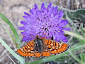 Euphydryas desfontainii - Damier de Godart