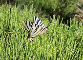 Iphiclides feisthamelii - Le Voilier blanc