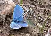 Lysandra bellargus - l'Azur bleu cleste