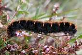 Macrothylacia rubi - Le Bombyx de la ronce