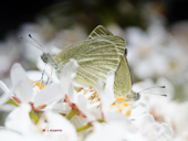 Pieris mannii - La Pi�ride de l'Ib�ride