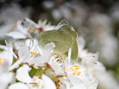 Pieris mannii - La Pi�ride de l'b�ride