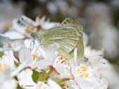 Pieris mannii - La Pi�ride de l'b�ride