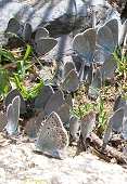 Polyommatus escheri - l'Azuré du plantain