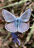 Polyommatus icarus icarinus- l'Argus bleu 